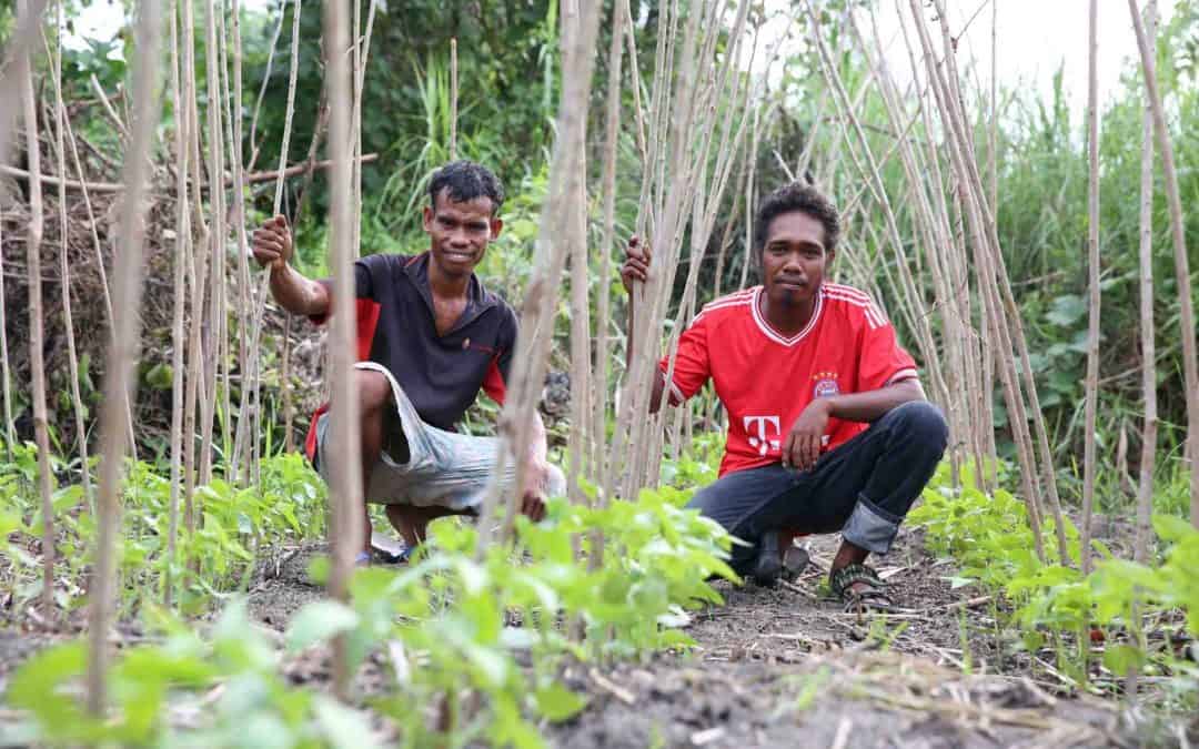 Strengthening and Supporting Rural Farmers Organisations in Timor Leste