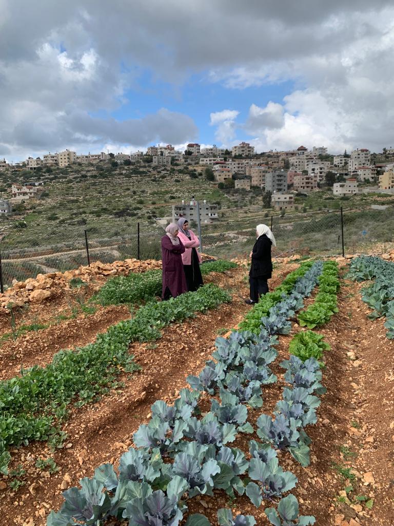 Three Palestinian women standing between crops, at their farming cooperative in Deir al Sudan village, 2023.